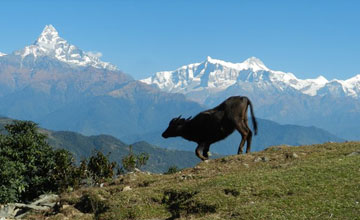 Annapurna Royal trekking 