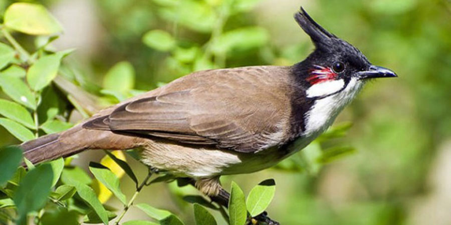 Bird watching trip in Nepal